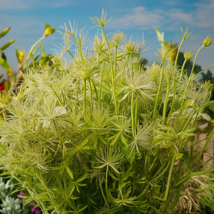 Anijs kweken binnen: een aromatisch winterproject voor je huis