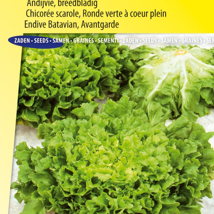Waarom Andijvie Zaden van Breedblad Volhart Winter een Must-Have Zijn voor Je Tuin