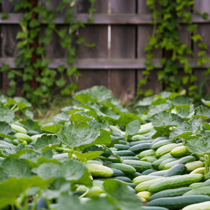 Komkommers binnen kweken: frisse groenten op je vensterbank deze winter 🌱
