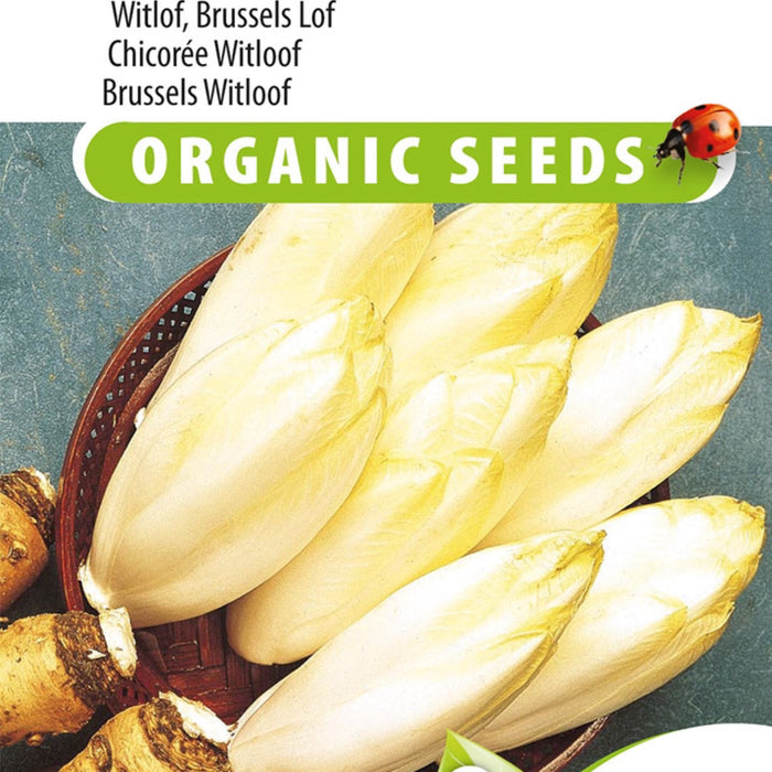 Zelf Witte Kool Kweken: Gezond, Lekker en Nostalgisch 🌱