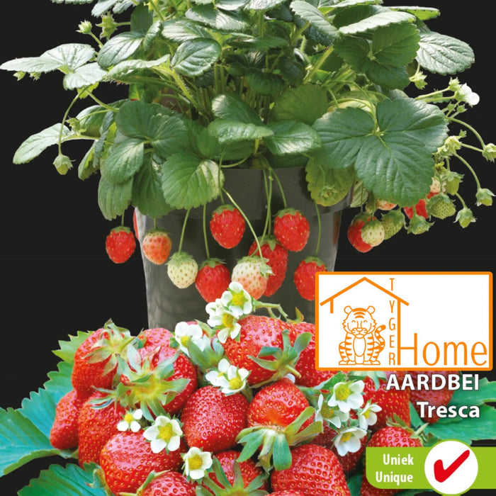 Ontdek de voordelen van de aardbei ‘tresca’ in jouw tuin