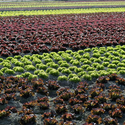Kleurrijk en Gezond: Zelf Rode Kool, Andijvie en Bloemkool Kweken! 🌱🥬