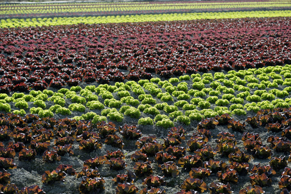 Kleurrijk en Gezond: Zelf Rode Kool, Andijvie en Bloemkool Kweken! 🌱🥬
