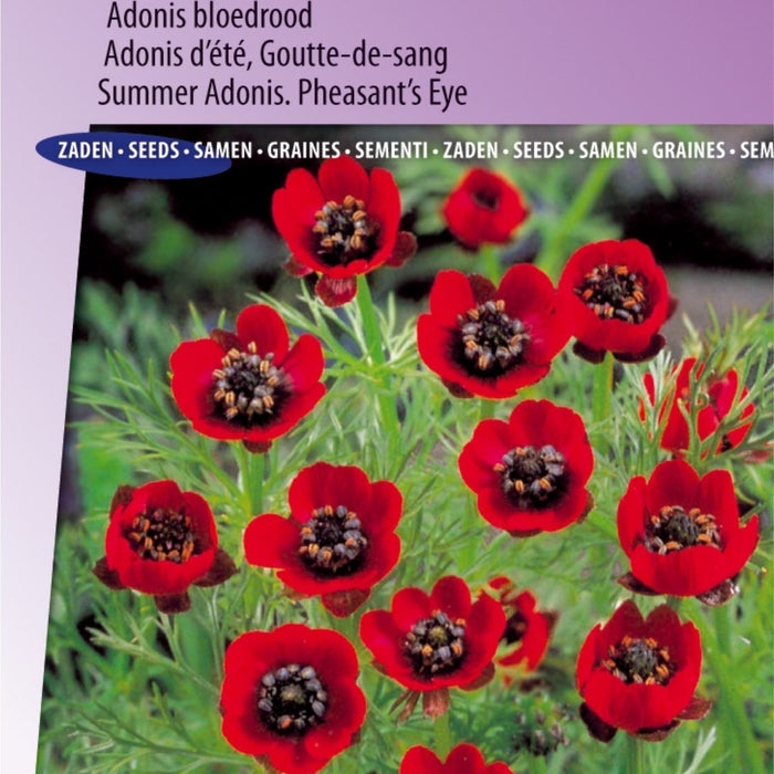 Waarom de Aardbei Grandian F1 de perfecte keuze is voor jouw tuin?