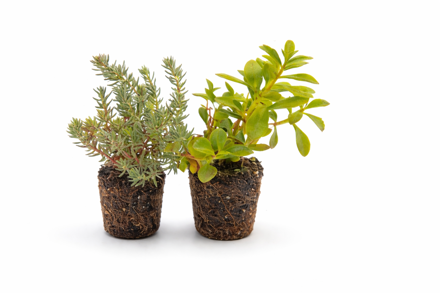 Ontdek het Geheim van een Weelderig Sedumdak: Kies Je Optie Slim