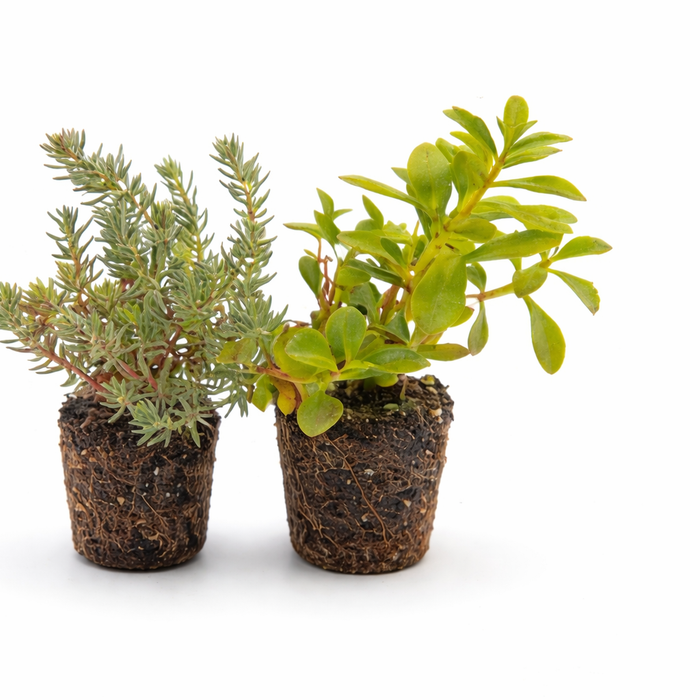 Groene daken voor kleine daken