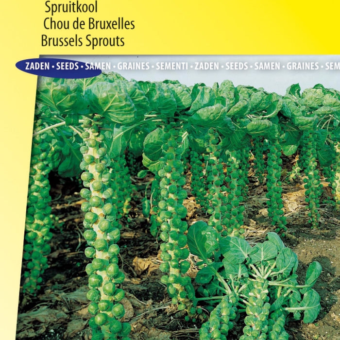 🌞 Hoe Weet Je of Je Planten Voldoende Zonlicht Krijgen? 🌞