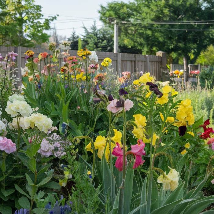 Breng je tuin tot leven met prachtige bloemen en groenten 🌼🌿