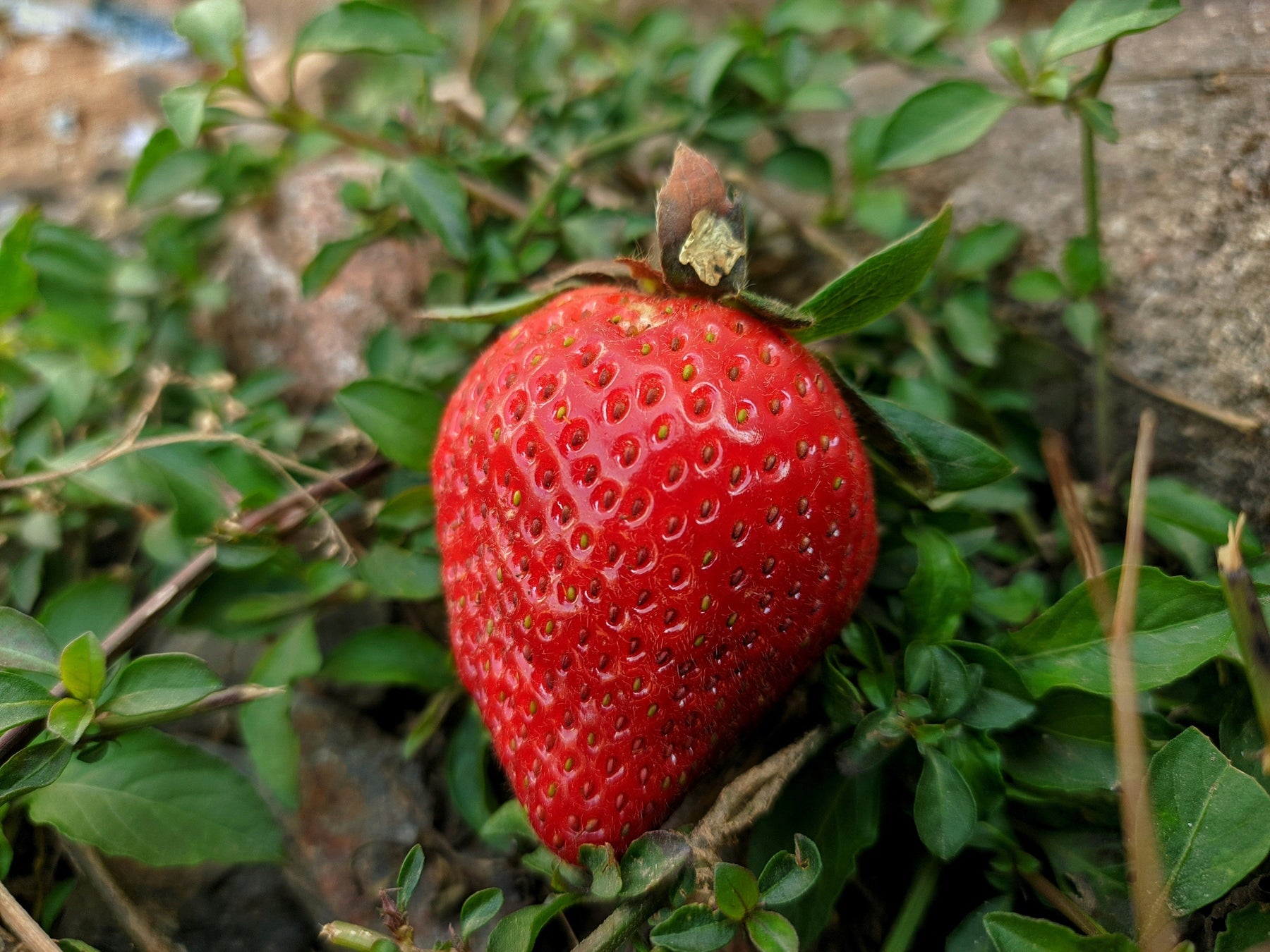Kleine Bosaardbei Zaden van Sluis Garden