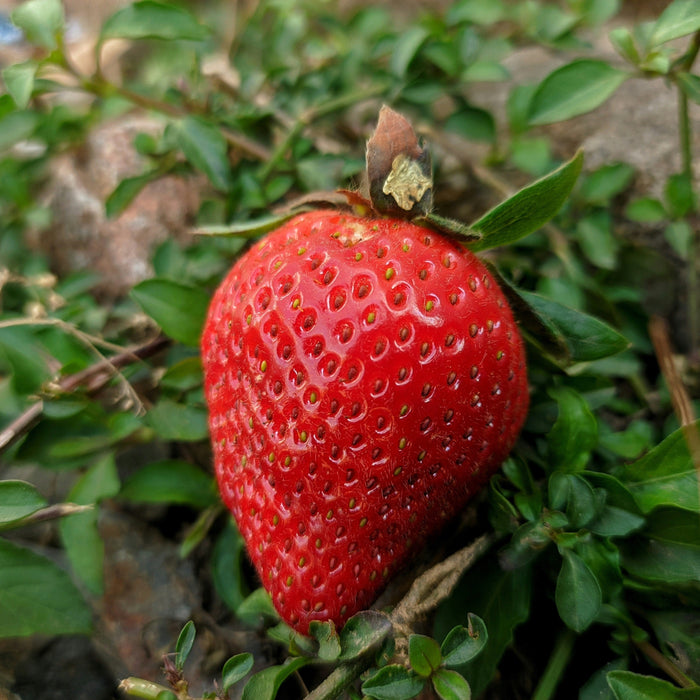 Kleine Bosaardbei Zaden van Sluis Garden
