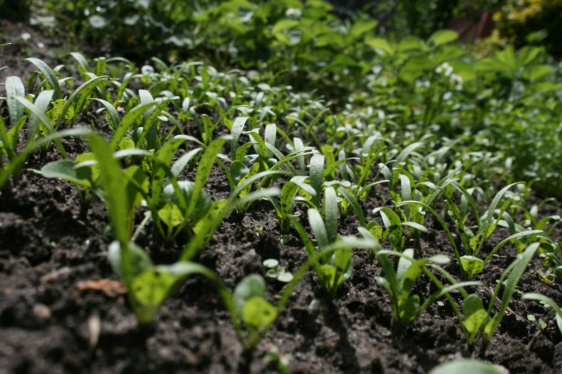 Moestuingronden