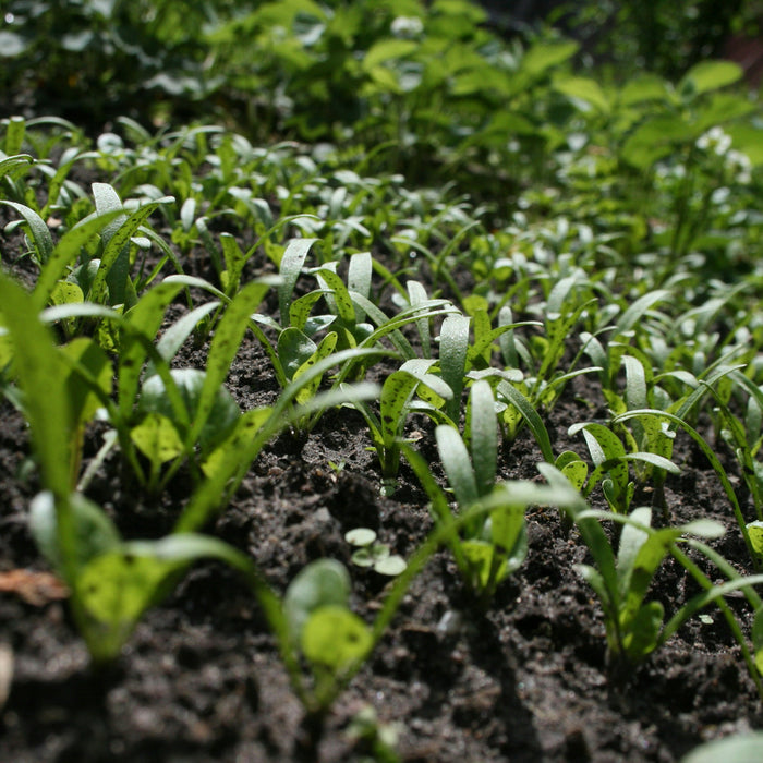 Moestuingronden