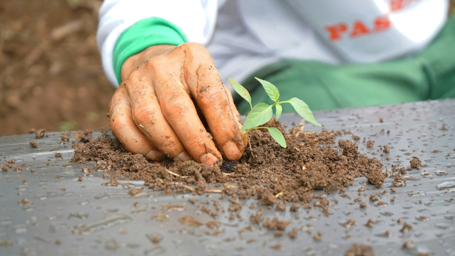 Organische Zaden vs. Conventionele Zaden: Wat is het Verschil? 🌱🌍