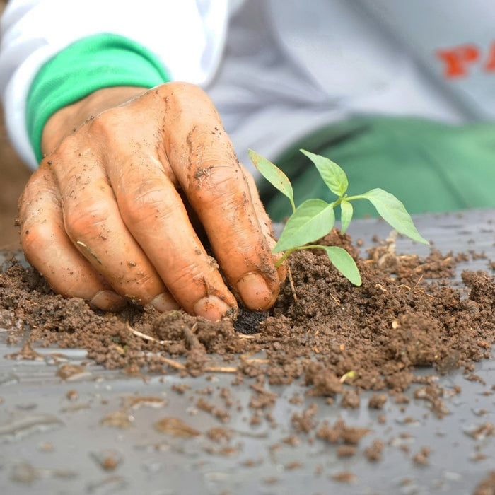 Organische Zaden vs. Conventionele Zaden: Wat is het Verschil? 🌱🌍