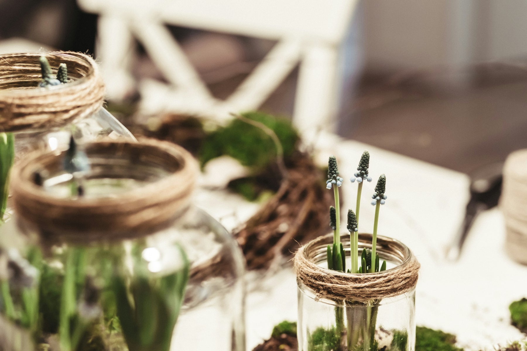 🌞 Hoe Weet Je of Je Planten Voldoende Zonlicht Krijgen? 🌞