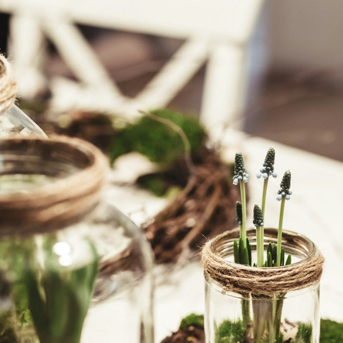🌞 Hoe Weet Je of Je Planten Voldoende Zonlicht Krijgen? 🌞