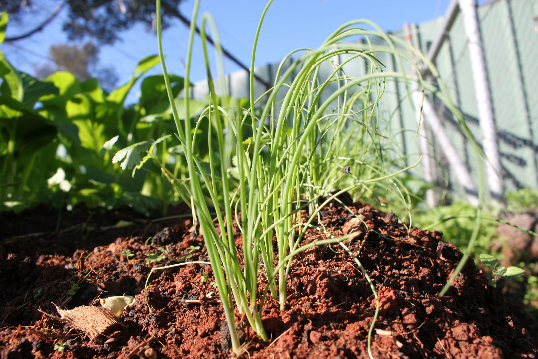 🌿 De Beste Kamerplanten voor een Nederlandse Woning 🌿