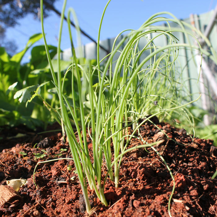 🌿 De Beste Kamerplanten voor een Nederlandse Woning 🌿