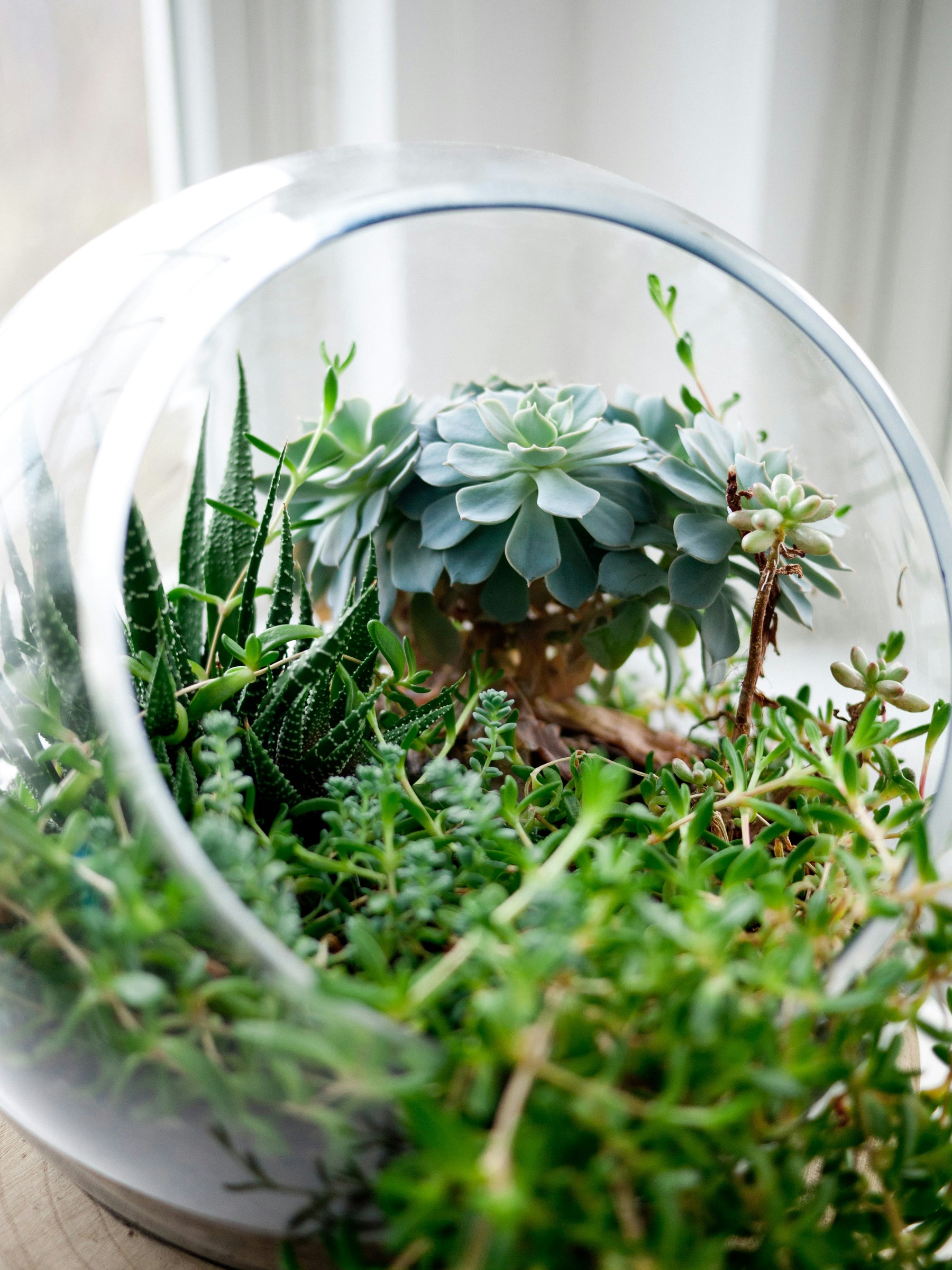 🌿 Hoe Kan Ik Mijn Planten Bemesten voor Optimale Groei? 🌿
