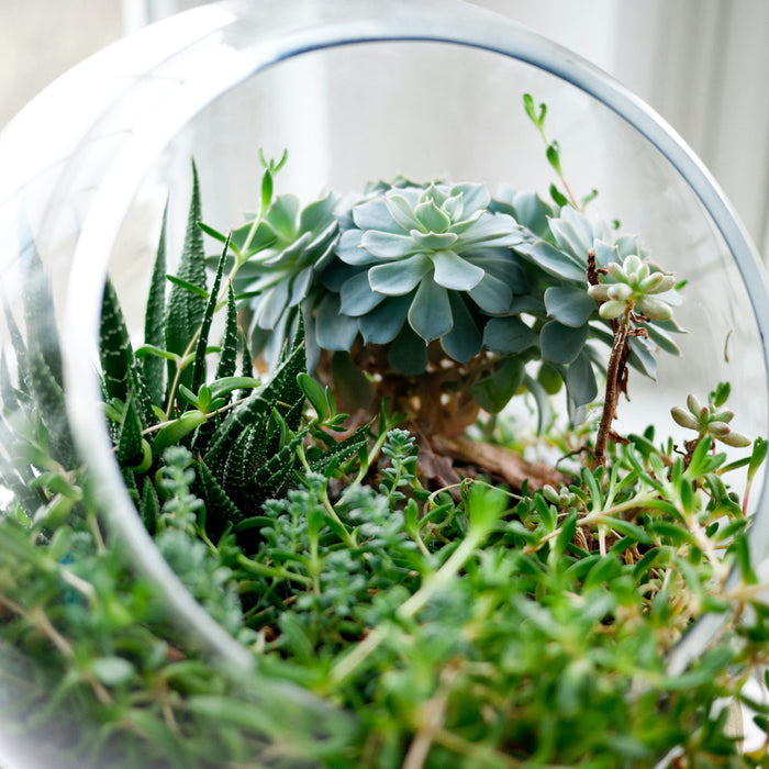 🌿 Hoe Kan Ik Mijn Planten Bemesten voor Optimale Groei? 🌿