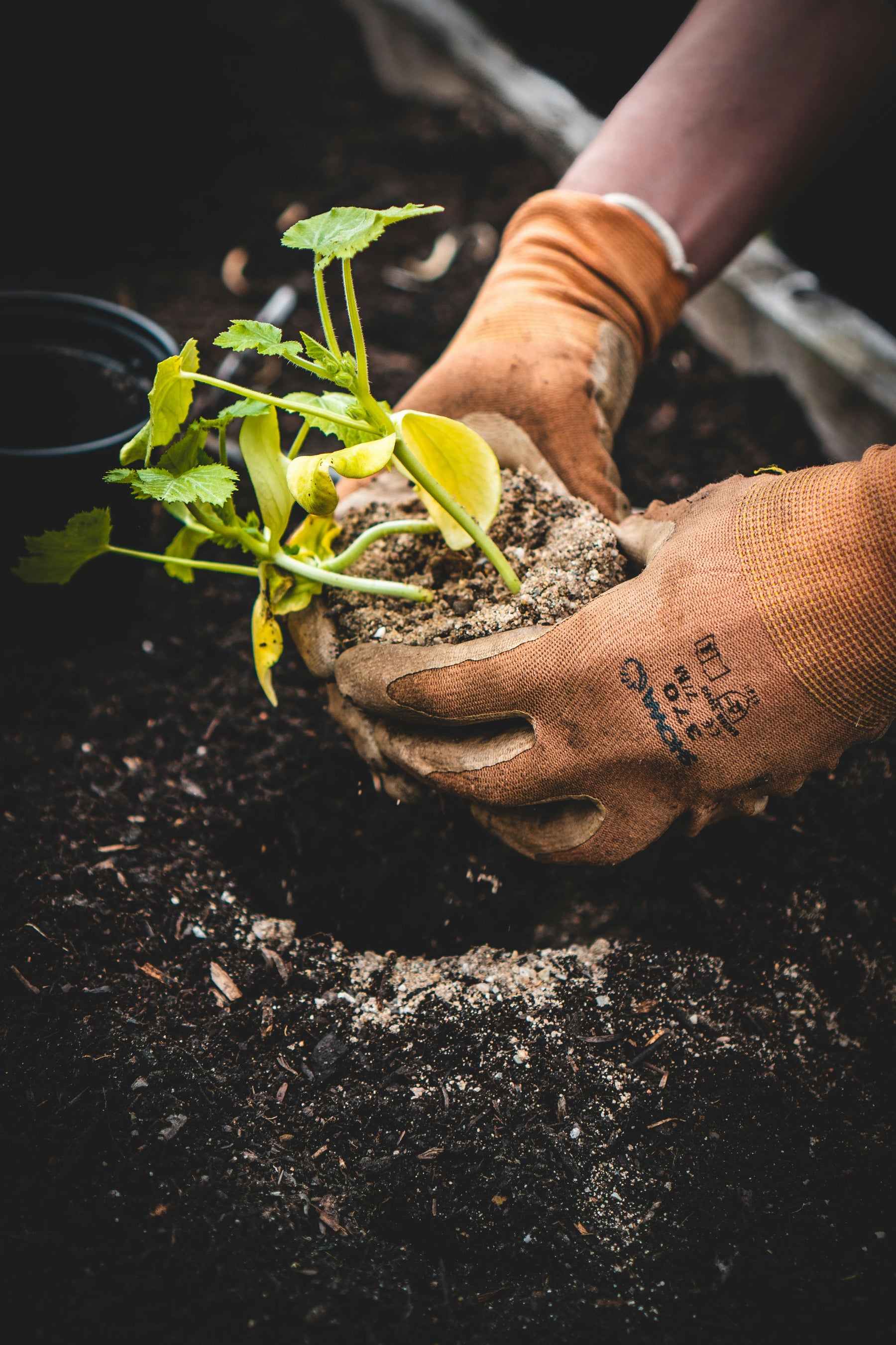 De Wetenschap Achter Zaadrust en Kieming: Hoe Zaden Wachten en Groeien 🌱