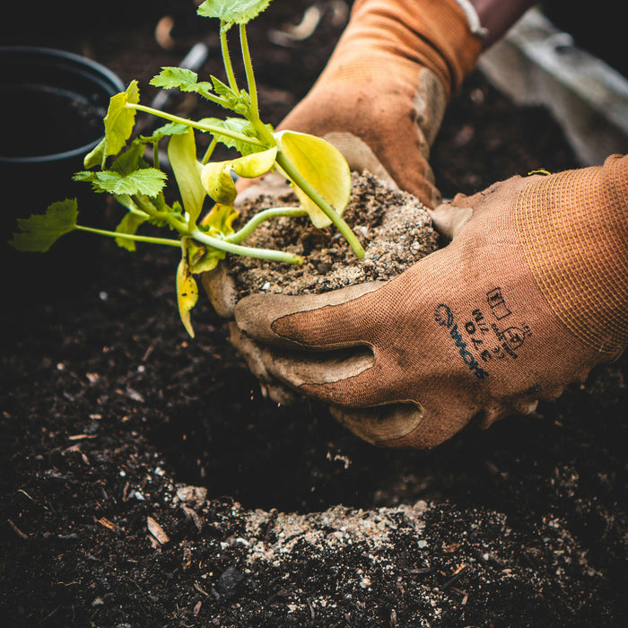 De Wetenschap Achter Zaadrust en Kieming: Hoe Zaden Wachten en Groeien 🌱