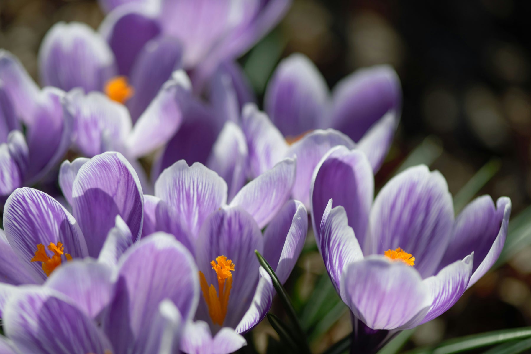 Voorbereiding op de Lente: Zaden om Nu al in de Winter te Starten 🌱