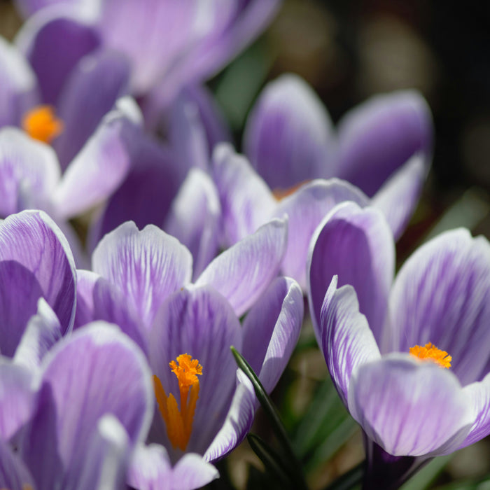 Voorbereiding op de Lente: Zaden om Nu al in de Winter te Starten 🌱