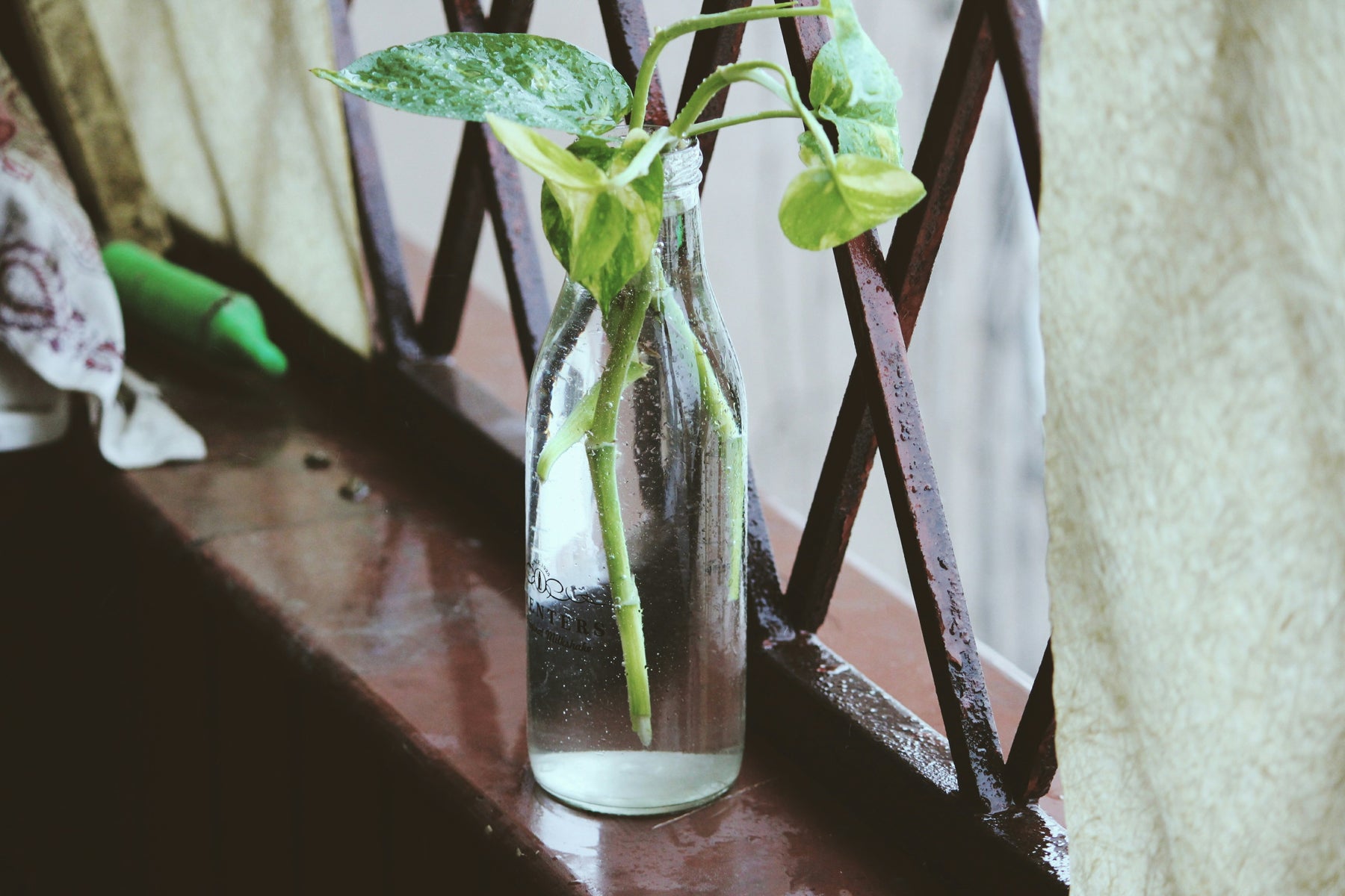 🌱 Groenten kweken op je Balkon: Een Mini Moestuin voor Iedereen 🌱