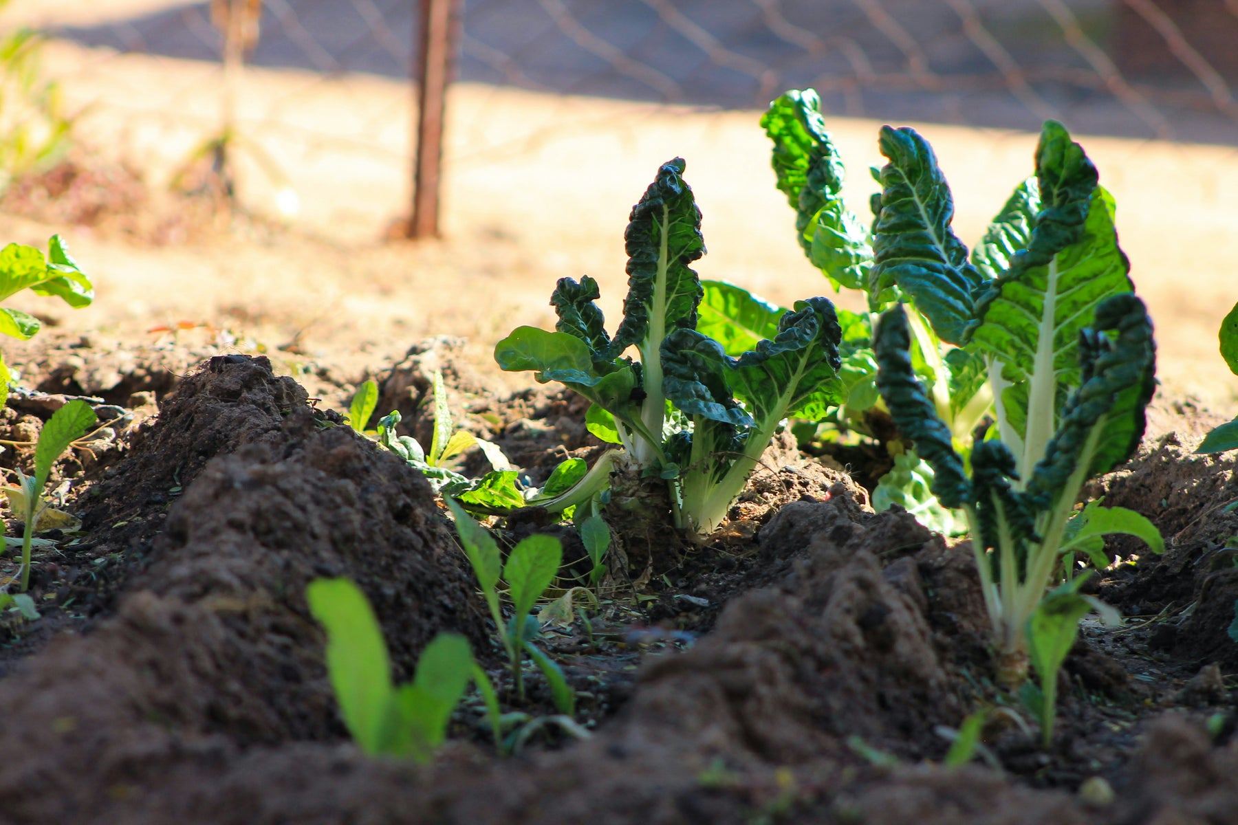 🌱 Hoe Verbeter je de Bodemkwaliteit van je Tuin? 🌱