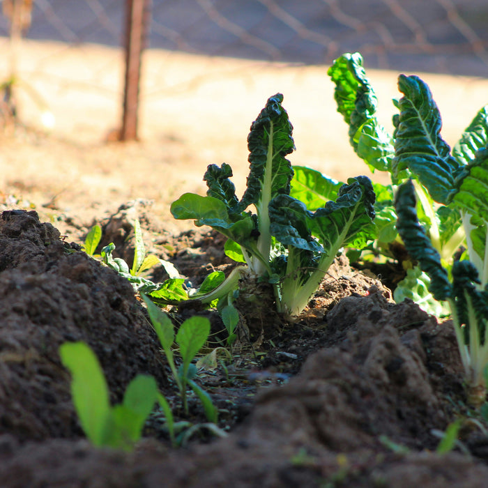 🌱 Hoe Verbeter je de Bodemkwaliteit van je Tuin? 🌱