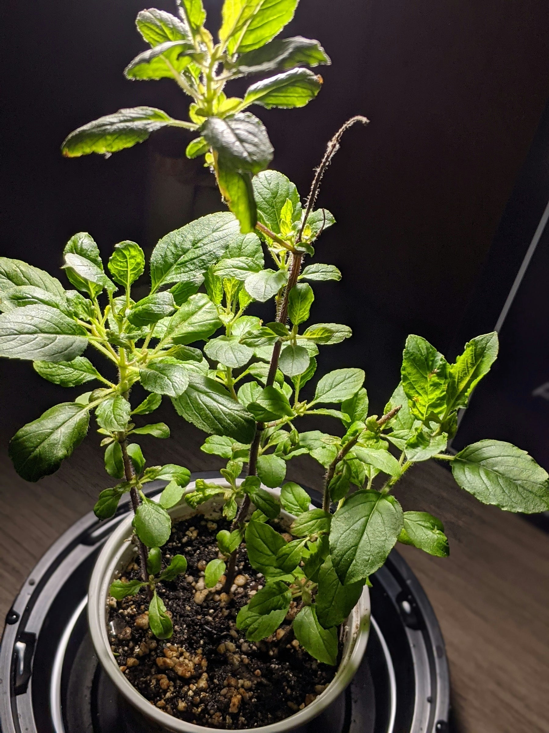 🌿 De Beste Methodes om je Tuin te Bewateren 🌿