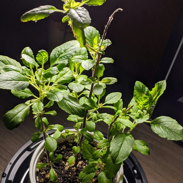🌿 De Beste Methodes om je Tuin te Bewateren 🌿