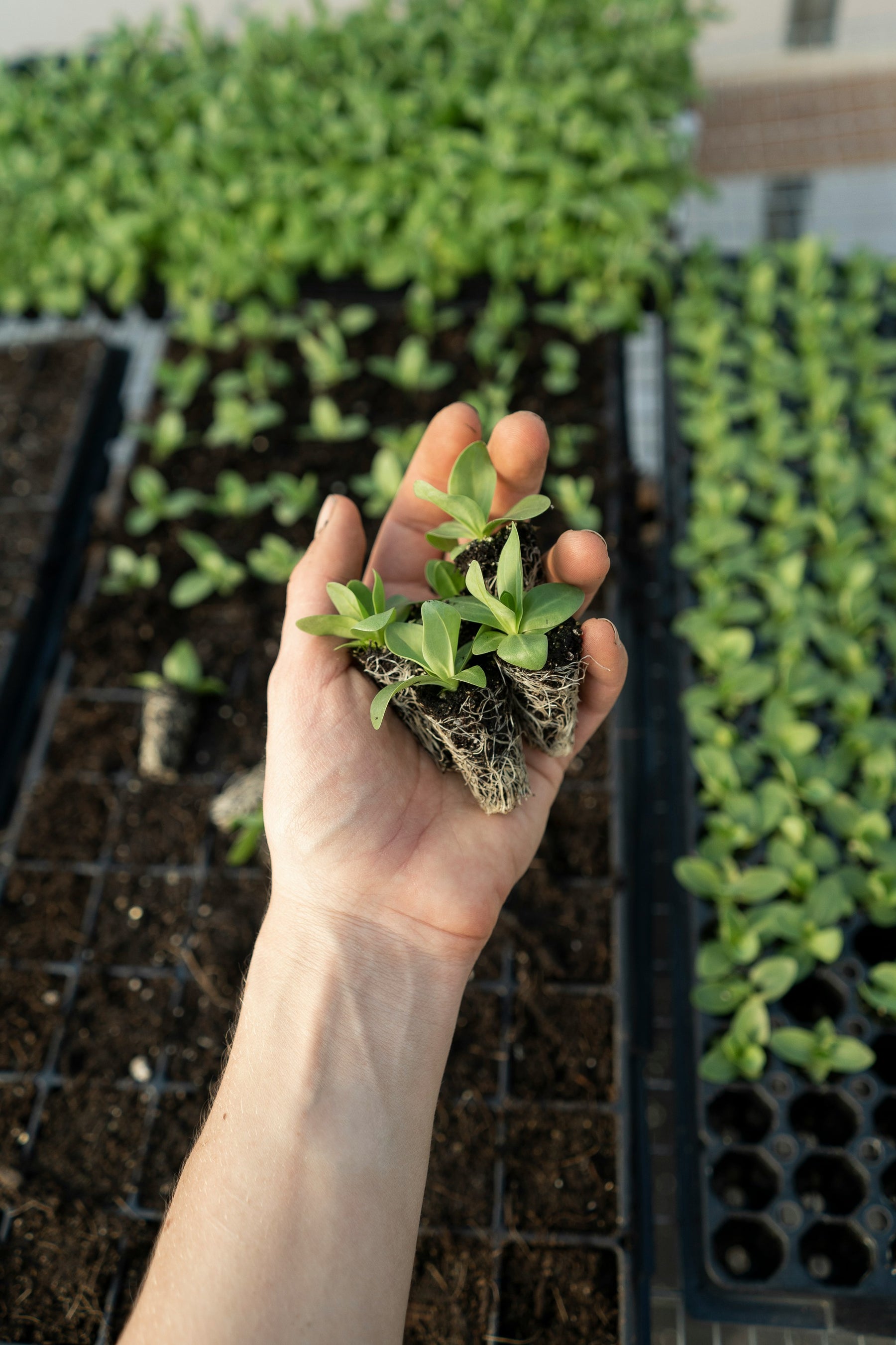 Problemen met Zaadkieming: Veelvoorkomende Problemen en Oplossingen 🌱