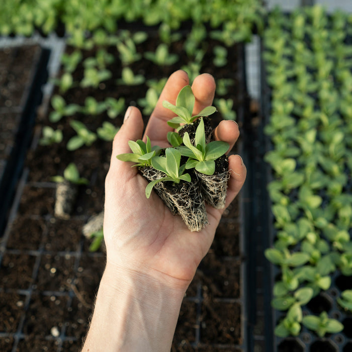 Problemen met Zaadkieming: Veelvoorkomende Problemen en Oplossingen 🌱