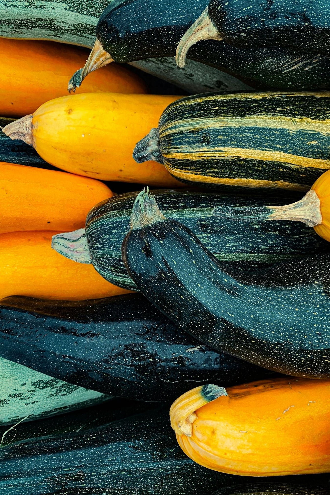 Courgettezaden
