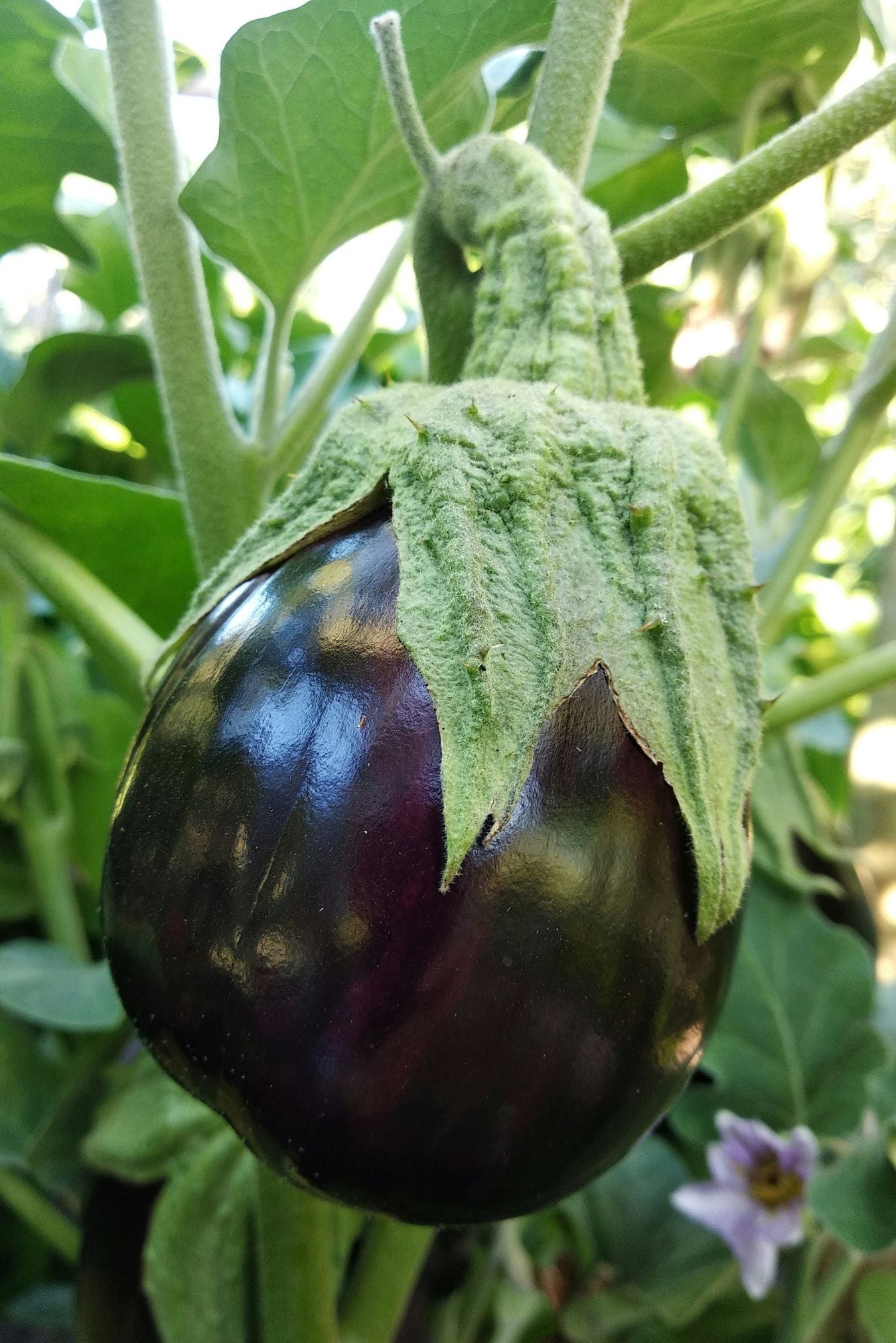Auberginezaden