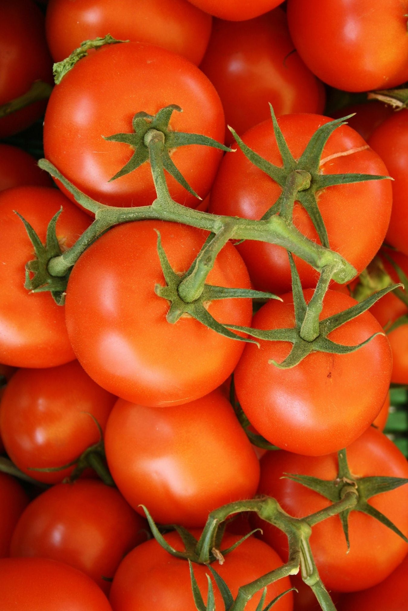 Tomatenzaden