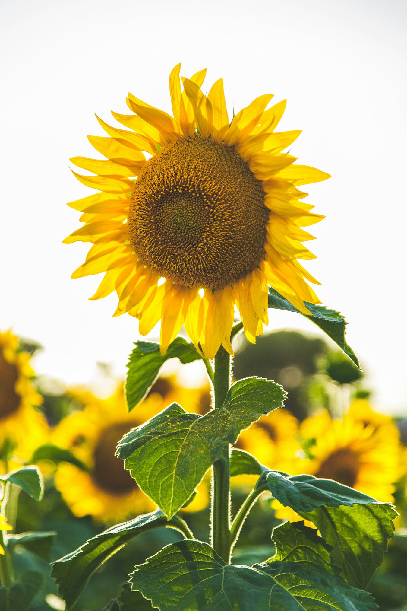 Zonnebloemzaden
