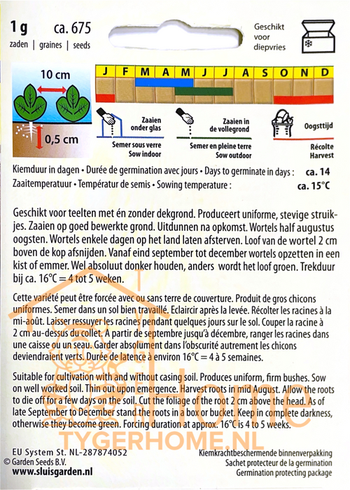 Witlofzaden – Bingo F1 | Brussels lof | Met of zonder dekgrond - 3x