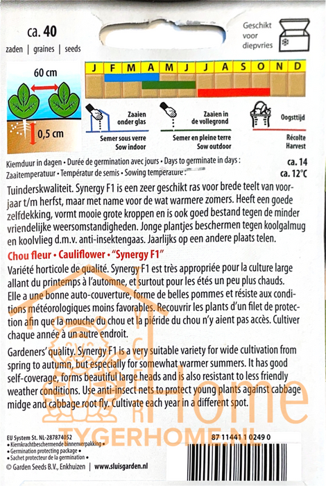 Bloemkool Synergy F1 | Zelfdekkend ras met zoete smaak | Rijke oogst uit Nederland | Ideaal voor de moestuin