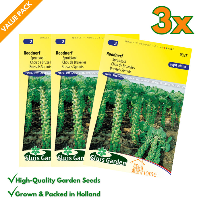 Spruitkool Roodnerf | Winteroogst | Sterk & productief | Ideaal voor koude maanden en stevige maaltijden - 3x