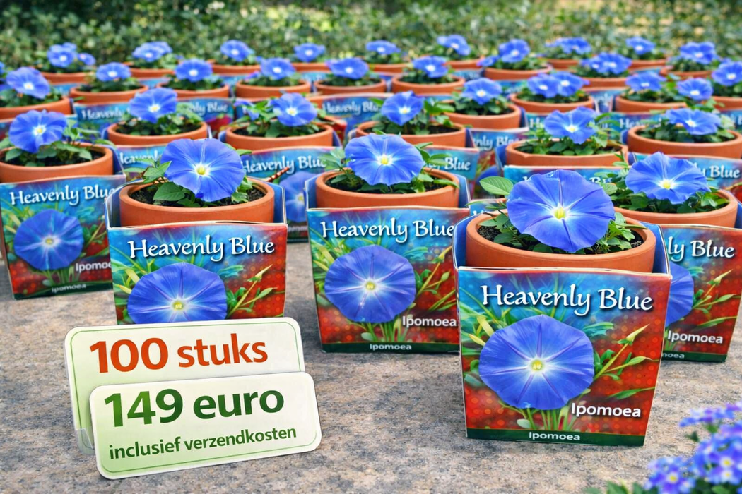 100 stuks Heavenly Blue – Ipomoea in terracotta pot | €149 incl. verzendkosten