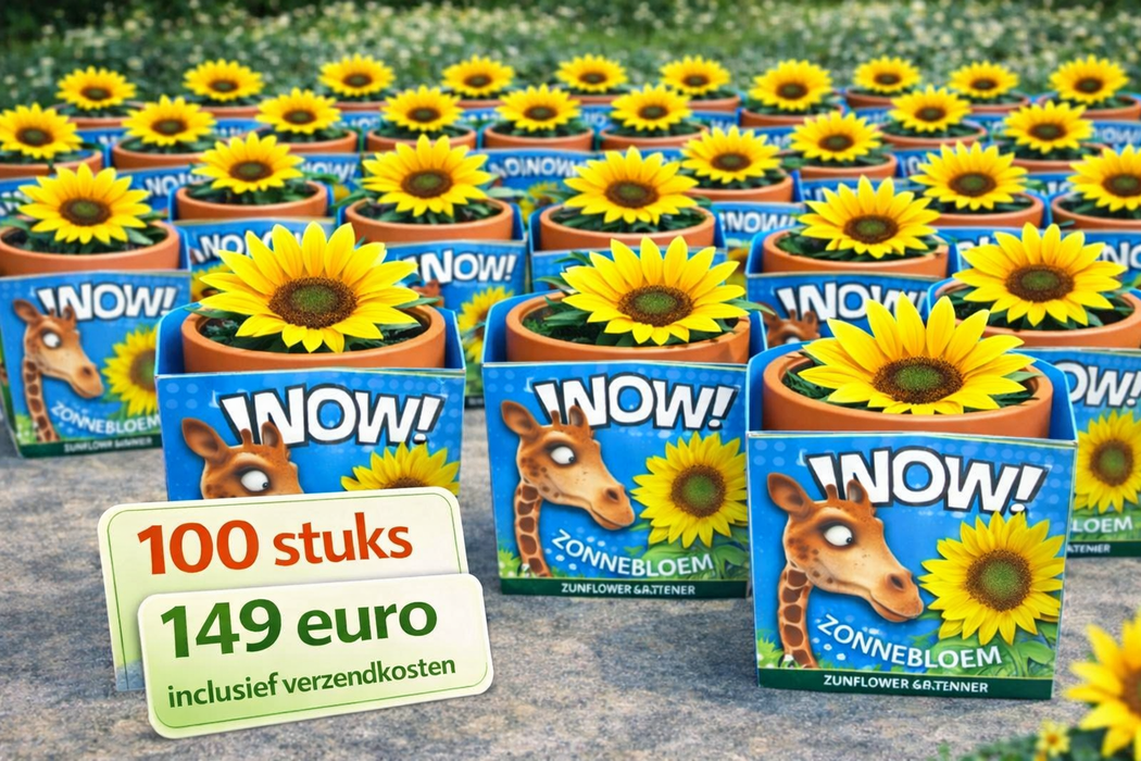 100 Sonnenblumenkerne im Terrakottatopf – Helianthus annuus | 149 € inklusive Versandkosten