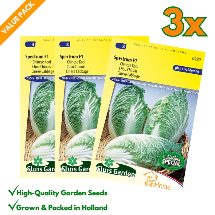 Chinese Kool Spectrum F1 | Sappige Aziatische bladgroente | Voor kas en vollegrond | Snelgroeiend en mild van smaak - 3x