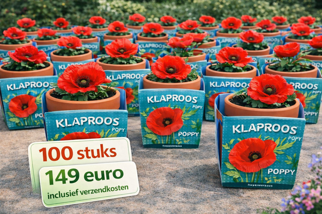 100 stuks Klaproos – Poppy in terracotta pot | €149 incl. verzendkosten
