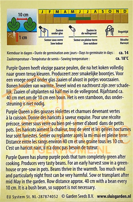 Stamslaboon Purple Queen Zaden: Kweek Heerlijke, Dieppaarse Sperzie- of Prinsessenbonen met Zachte Textuur en Rijke Smaak voor een Overvloedige Oogst
