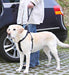 Trixie Autogordel Korthouder Universeel Zwart