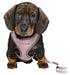 Trixie Junior Puppytuig Soft Met Riem Lila