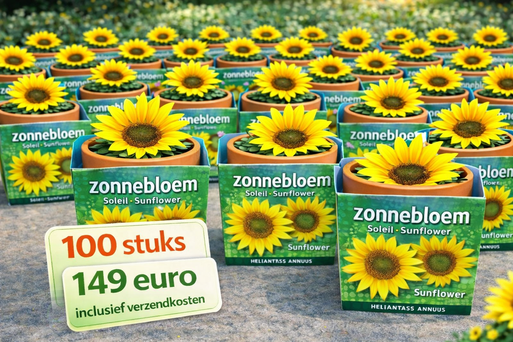 100 Sonnenblumen im Terrakottatopf | 149 € inklusive Versandkosten
